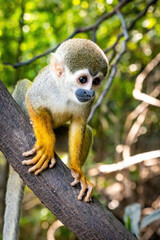 Fototapeta premium Cute portrait of squirrel monkey in amazon jungle