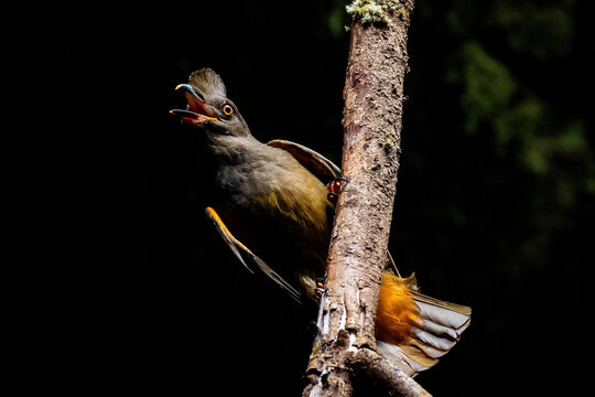 Cock-of-the-rock female bird in the caves of amazon forest