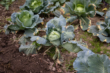 Organic cabbage growing in the garden. Organic food.