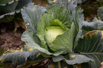 Organic cabbage growing in the garden. Organic food.