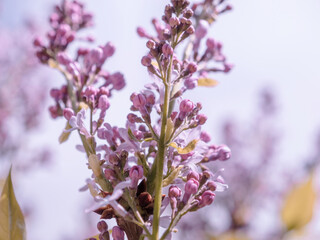 Obraz premium Beauty of nature's bloom: Lilac flowers blossom on a branch, showcasing fragility and freshness. Vibrant pink and purple hues capture springtime growth.