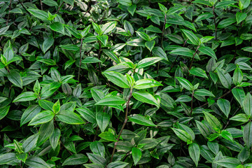 Green fresh leaves background	
