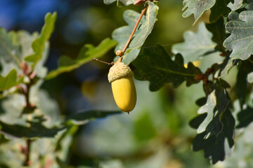Bellota en etapa de creciemiento temprano