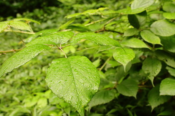 morning dew on plant leaves