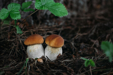 Two beautiful boletus edulis on dark background in the forest. Edible tasty mushroom penny bun, porcini, cep, porcino, king boletus macro.