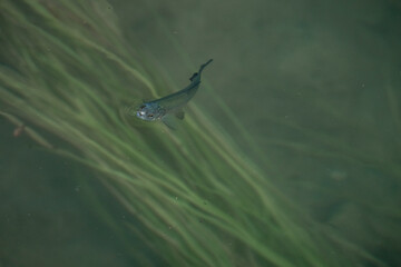 Fototapeta premium Illyrian chub fish at Krka national park waterfall