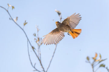 Collared redstart female bird just about to catch a insect flying 