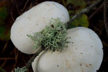 Lycoperdon Pers. (purchawka) – rodzaj grzybów z rodziny purchawkowatych.  W Europie występuje 14 gatunków.