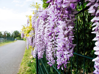 Obraz premium A vibrant violet wisteria flower adorns a fence, with a road visible in the background.