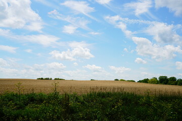 Wheat fields growing on farmlands outside of Fond du Lac, Wisconsin during July.