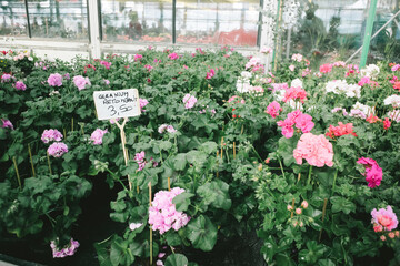 Geraniums in bloom on sale at a florist store, priced at 3.50 Euro USD each