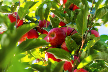 Erntreife, knackig frische rote Äpfel an einem Baum im eigenen Garten