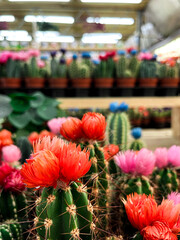 Obraz premium Colourful blooming cacti on the flower market stall in Amsterdam. Vivid colour of cacti flowers are bright and cheerful, and take the whole display.