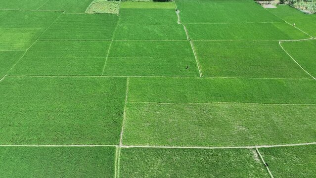 Green paddy/ rice field in Bangladesh.