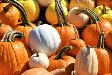 Piles of pumpkins for sale at a farmers market outdoors - full frame background