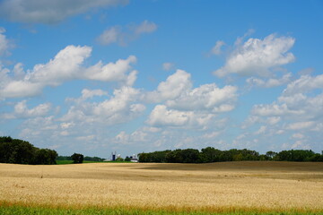 Wheat fields growing on farmlands outside of Fond du Lac, Wisconsin during July. - obrazy, fototapety, plakaty
