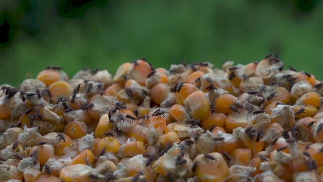 Corn weevil (Maize weevil) while eating grains. Corn seeds are infested by insects due to poor storage.