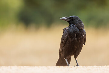 Portrait of common raven (Corvus corax)