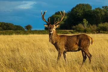 Naklejka na ściany i meble Richmond park, the red deer (Cervus elaphus) against the blue sky