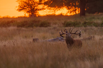 Richmond park, the red deer (Cervus elaphus) in rut roars at sunrise