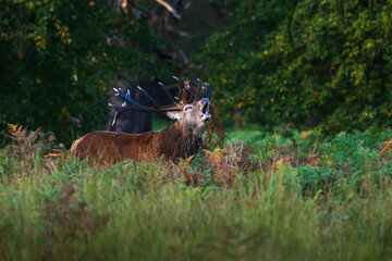 Richmond park, the red deer (Cervus elaphus) is bellowing during the rut