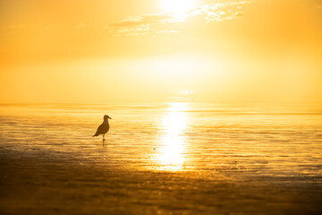 Fototapeta premium foggy ocean shore at low tide in sunshine at dawn. Silhouette of a seagull on the sand in the sunlight