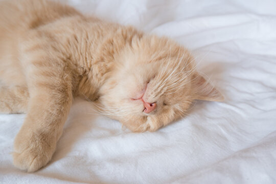 Close-up of a sleeping ginger kitten in bed. Red cat on a white blanket. Relaxing and happy morning.
