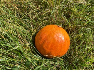 An orange pumpkin against green background 
