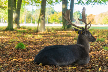 Portrait of majestic powerful adult deer stag in Autumn forest