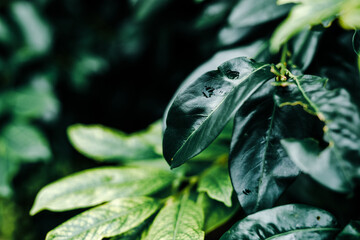 A green leaf with droplets