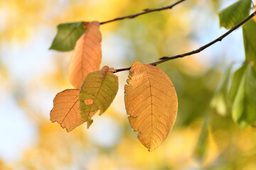 Yellow leaves on a tree branch in autumn