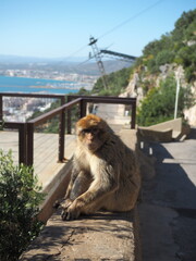 Gibraltar Berberaffe