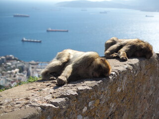 Gibraltar Berberaffe