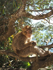 Gibraltar Berberaffe