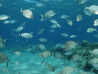Obraz na płótnie Canvas fish scenery underwater underwater mediterranean sea sun shine relaxing ocean scenery sea breams