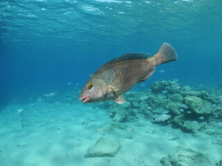 Naklejka premium parrot fish underwater together with other fish feeding mediterranean fauna ocean scenery sun rays and beams