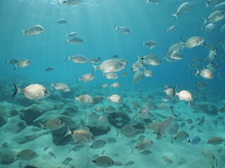 Fototapeta na wymiar fish scenery underwater underwater mediterranean sea sun shine relaxing ocean scenery sea breams