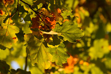 Yellow oak leaves on a tree branch in autumn