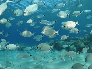 Fototapeta na wymiar fish scenery underwater underwater mediterranean sea sun shine relaxing ocean scenery sea breams