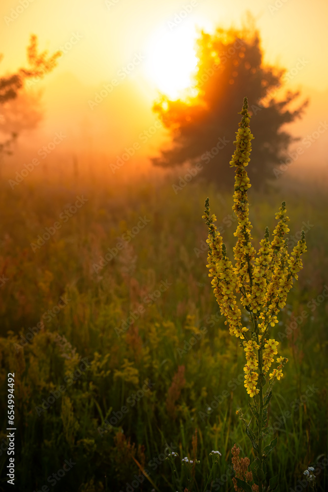 Wall mural foggy field with blooming different wildflowers in spring. The sun rising in the fog over the horizon. Beautiful landscape in the early summer morning