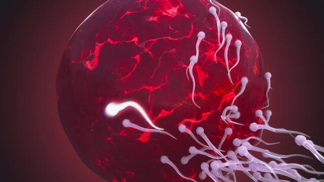 Animated fertilization process, sperm meets a huge egg.