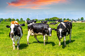 Milchkühe vor Windrädern auf Wiese in Hinte, Ostfriesland, Nordsee, Deutschland 