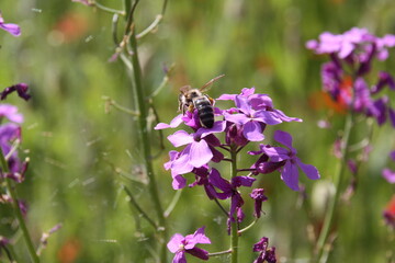 Nachtviole mit Biene