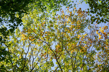Early fall leaf colors in the tree with a sky view