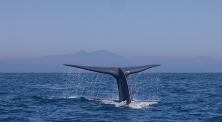 blue whale fluke 