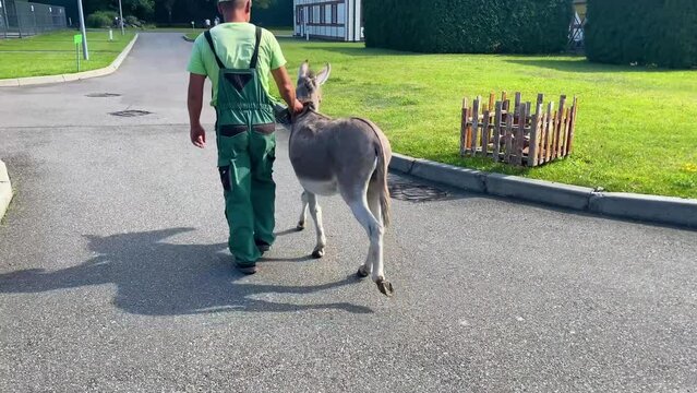 Against the background of the blue sky and the green lawn, the donkey shakes its head and ears, driving away insects . A gray donkey eats green juicy grass. Pets on the pasture.