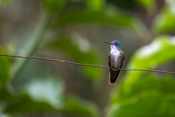 hummingbird