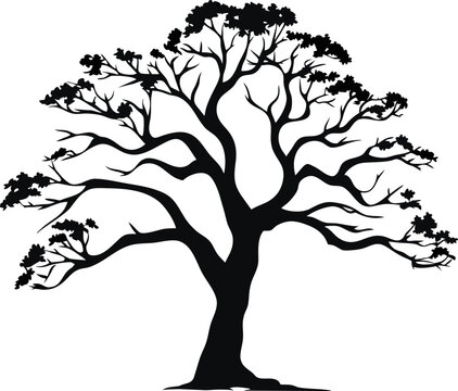 Silhouette of one wide massive old oak tree without leaves isolated illustration, black majestic oak without foliage with a rough trunk and big crown