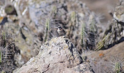 
Marine Animals on the Coast of Chile: Diverse and fascinating, Chile's coastal waters host marine life