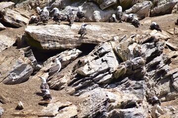 Pacific Ocean Coast in Chile: A stunning blend of rugged cliffs, pristine beaches, and marine life along Chile's picturesque Pacific shoreline.

